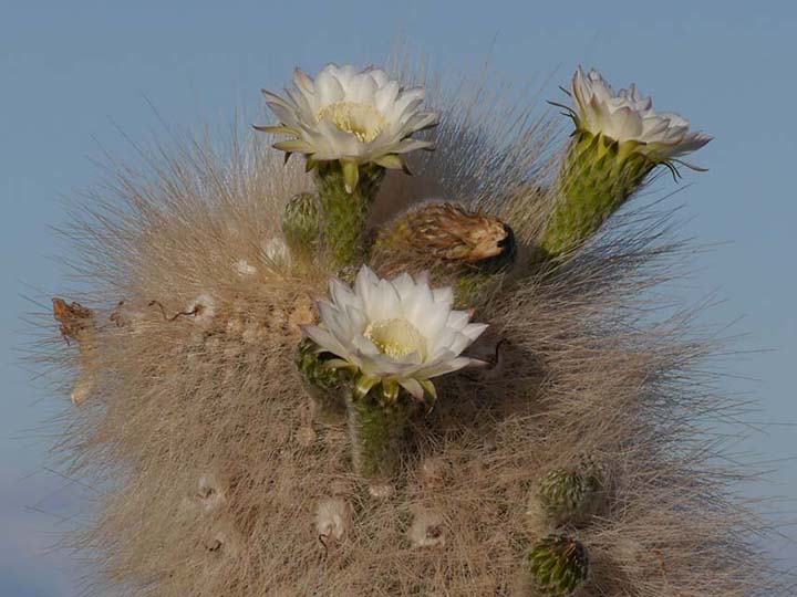 Blühender Kaktus - Chile